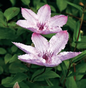 Clematis "Hagley Hybrid"