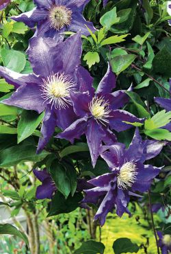 Clematis “Hakuókan”