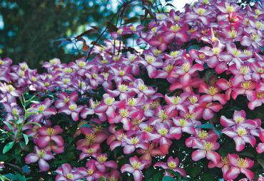 Clematis montana “Freda”