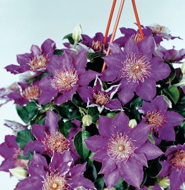 Clematis Luisa