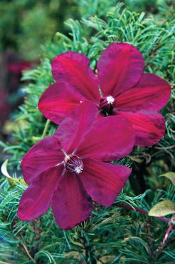 Clematis “Westerplatte”