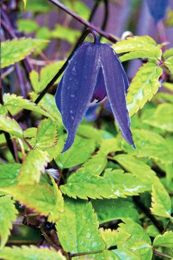 Clematis alpina "Helsingborg"