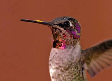 Anna’s hummingbird