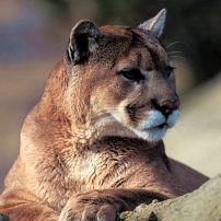 Get The Dirt: Mountain Lions