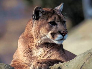 Get The Dirt: Mountain Lions