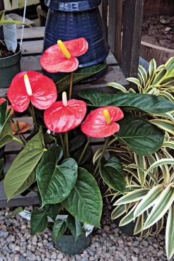 Anthurium