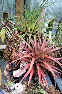 Grouping of two Bromeliads, two orchids (top right and left) and one Tillandsia