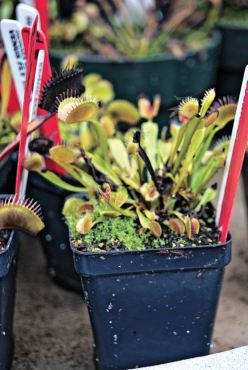 Dionaea muscipula (Venus flytrap)