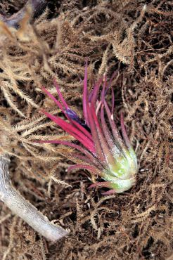 Tillandsia (air plant)