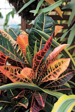 Codiaeum variegatum (Croton)