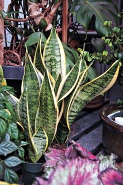 Sansevieria — commonly called "mother-in-law's tongue" and "snake plant"