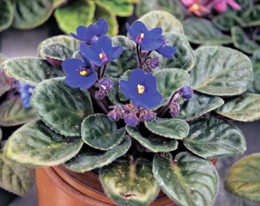 Saintpaulia ionantha (African violet)