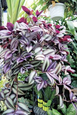 Tradescantia