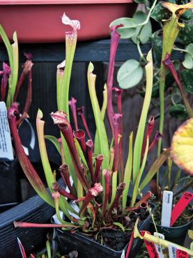 Sarracenia (pitcher plant) 