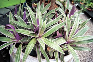 Tradescantia spathacea (Moses in a basket)