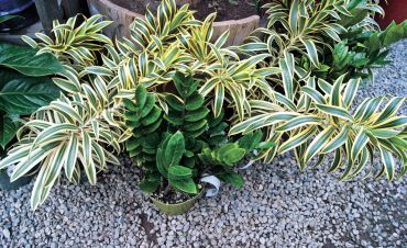 Dark green plant in front is Zamioculcas zamiifolia (ZZ Plant). Striped plant in background is a Tradescantia