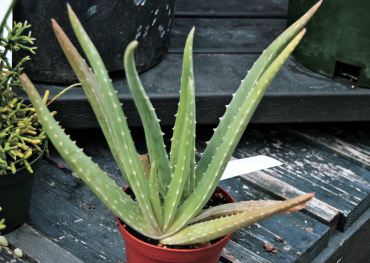 Aloe