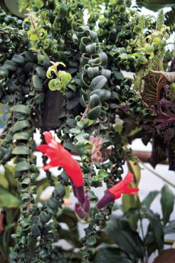 Aeschynanthus lobbianus (lipstick plant) 