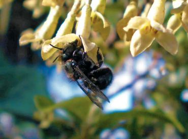 Orchard Mason Bees