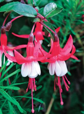 Fuchsia "Santa Claus"