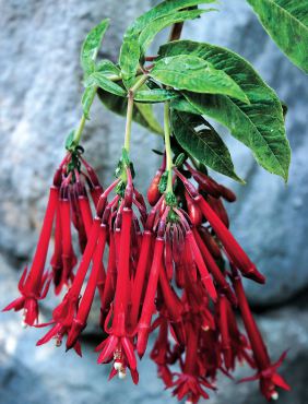 Fuchsia corymbiflora