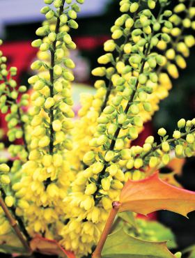 Oregon Grape: Mahonia "Charity"