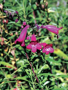 Beardtongue: Penstemon "Andenken an Friedrich Hahn"