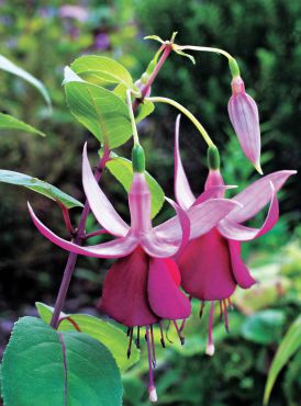 Fuchsia "Delta's Groom"