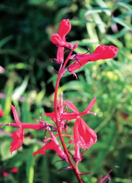 Cardinal flower: Lobelia cardinalis