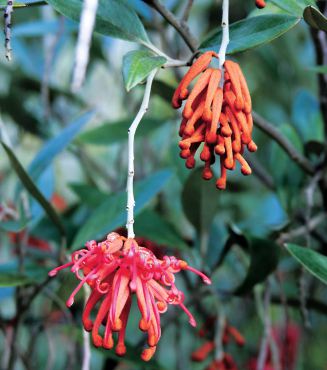 Royal grevillea: Grevillea victoriae