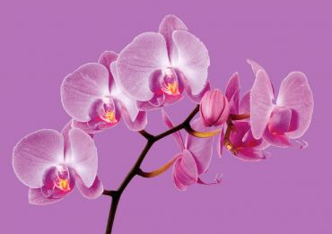 Pantone Color of the Year 2014 — Radiant Orchid