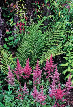 Debbie Teashon's Rainy Side Garden