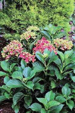 Debbie Teashon's Rainy Side Garden