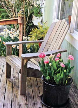 Debbie Teashon's Rainy Side Garden