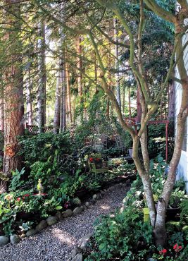 Magical and Magnificent Woodland Garden