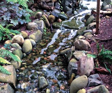 Magical and Magnificent Woodland Garden