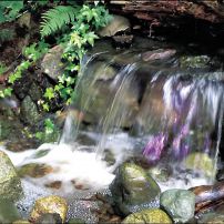 Magical and Magnificent Woodland Garden