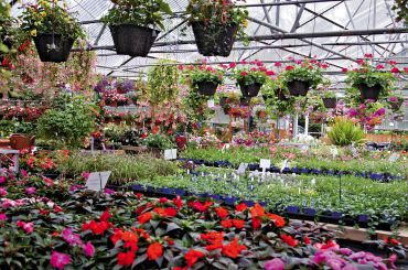 One of the summer greenhouses is chock full of petals and such.