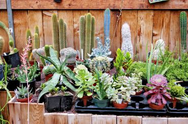 Fascinating cacti and succulents are easy-care houseplants and dramatic focal points.