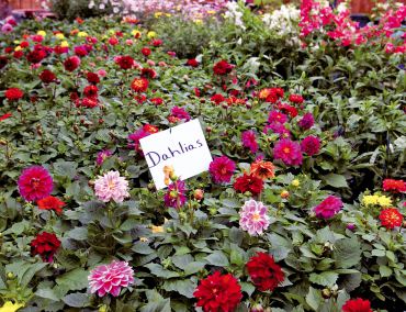 A rainbow of dahlias for stunning container plantings.