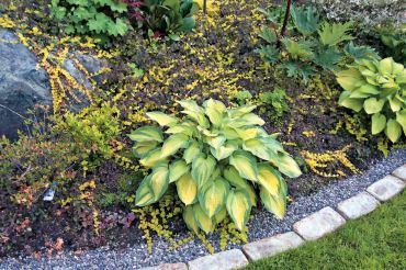 Define edges of lawn and planting areas with a 6- to 8-inch strip of level brick, rock or both, as shown here, to keep edges tidy and clean. Make it easy for a lawnmower wheel to pass over without catching rock or plants.