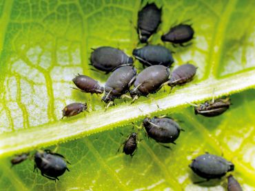 Get The Dirt — Bean Aphids