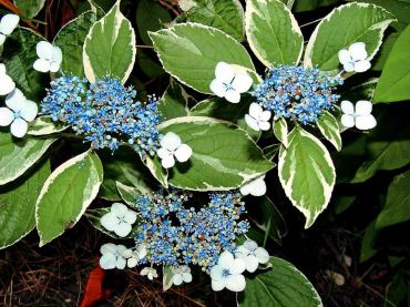 Variegated lacecap hydrangea