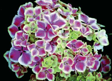 Hydrangea macrophylla "Harlequin"