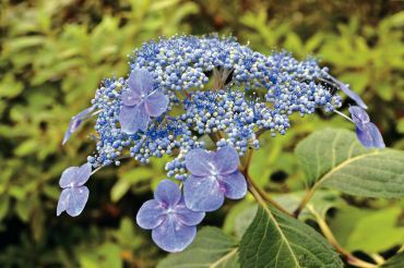 Lacecap hydrangea