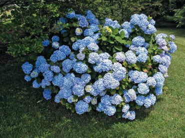 Mophead hydrangea