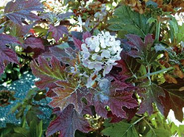 Hydrangea quercifolia_H. aspera "Villosa"