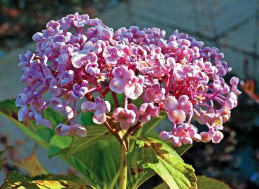 Hydrangea macrophylla "Ayesha"