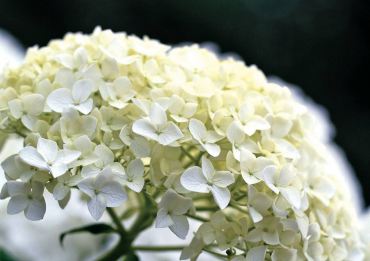 Hydrangea arborescens "Annabelle"