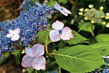 Lacecap hydrangea